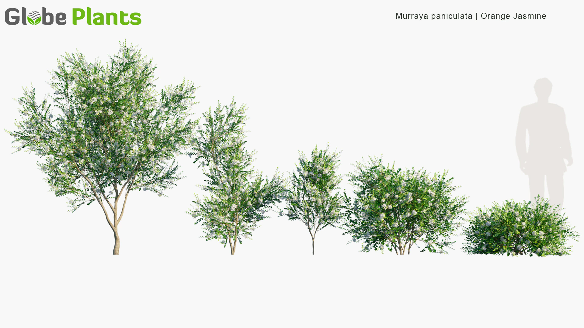 murraya paniculata — Download