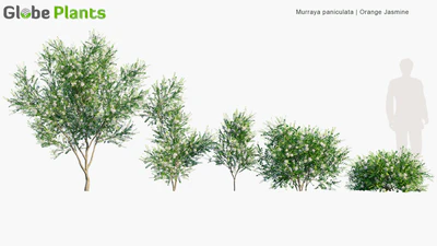 murraya paniculata — download