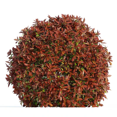 Фотиния фразера Ред Робин (Photinia fraseri Red Robin) — Вид 3