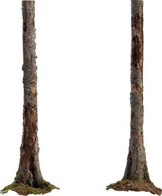 spruce tree trunk 005 — Descargar