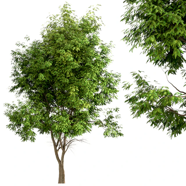 Set of Ash Trees (Fraxinus) (3 Trees) — Скачать