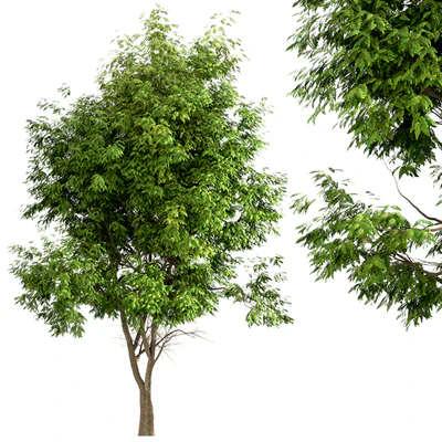 Set of Ash Trees (Fraxinus) (3 Trees) — Вид 2