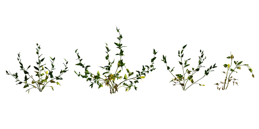 creeping saltbush 001 — Скачать