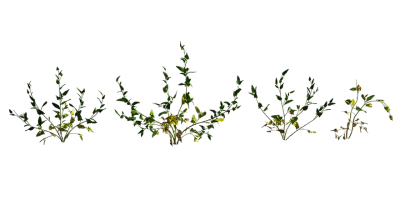 creeping saltbush 001 — Скачать