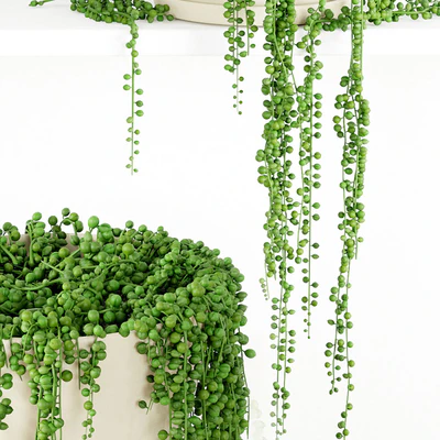 String Of Pearls Plant 3 — Ver 2