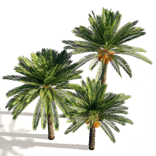 Date palm — Скачать