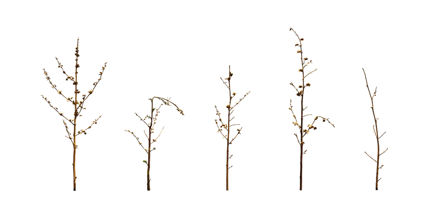 wasteland weed 001 — Descargar