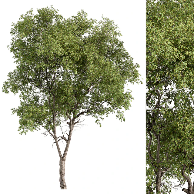 Broadleaf Tree - Tree Set 227 — Descargar