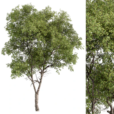 Broadleaf Tree - Tree Set 227 — Ver 2
