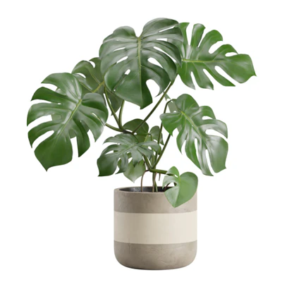 Indoor Plants Pack 21 — Вид 3