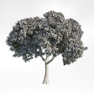 peach tree 8 — Ver 2