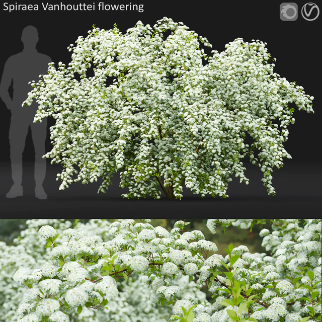 Spiraea Vanhouttei — Скачать