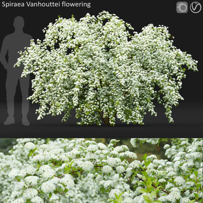 Spiraea Vanhouttei — Вид 1