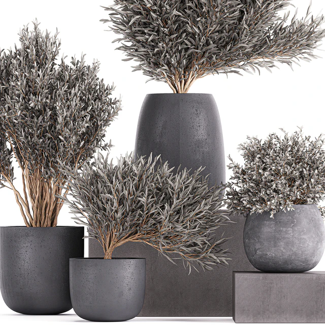 Plant collection 812. olive, outdoor flowerpot, bushes, black pot, tree, bushes, concrete — Descargar