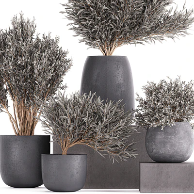 Plant collection 812. olive, outdoor flowerpot, bushes, black pot, tree, bushes, concrete — Ver 2