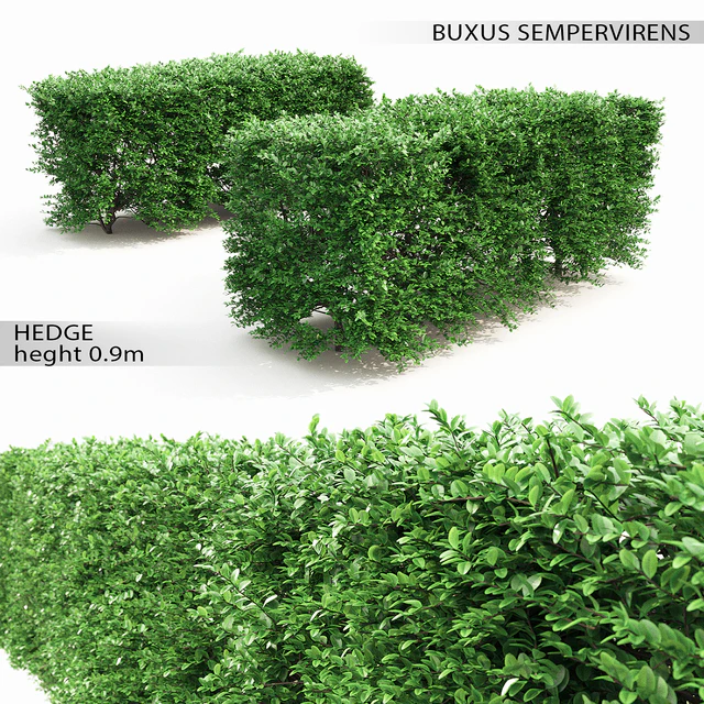 Buxus hedge — Скачать