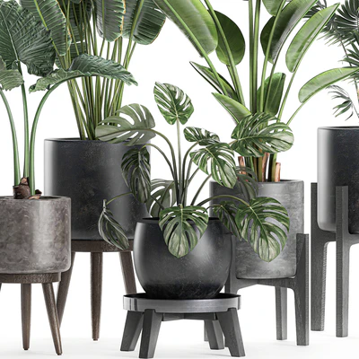 Collection of small beautiful plants in black pots on legs with Banana palm, strelitzia, monstera. Set 659. — Ver 2