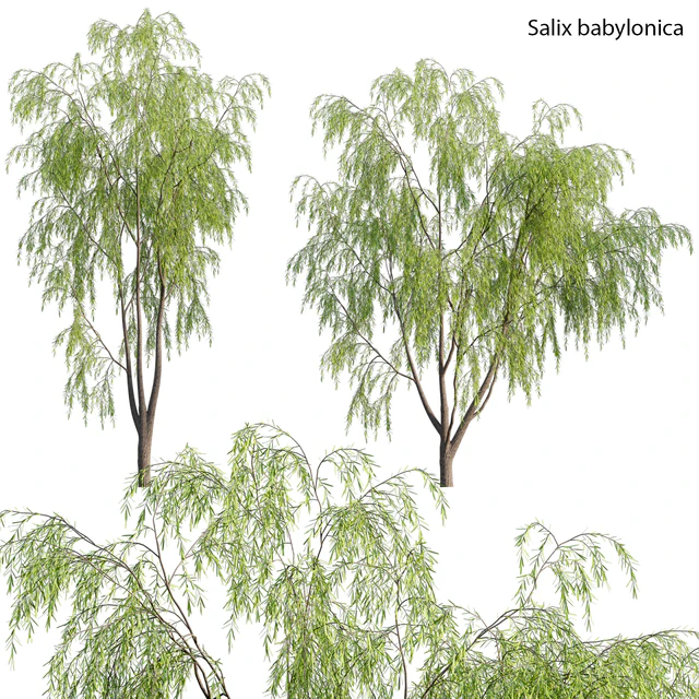 Salix babylonica - Weeping Willow 02 — Descargar