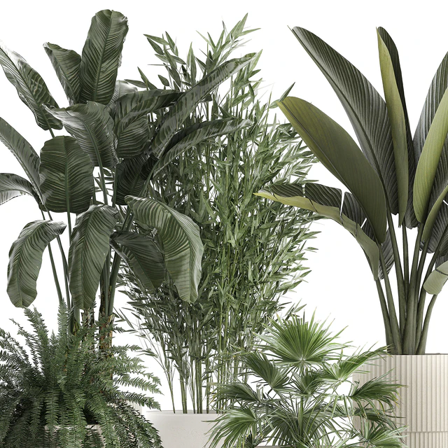 Collection of plants in white flower pots with Banana palm, ravenala, fern, bamboo. set 1352 — Descargar