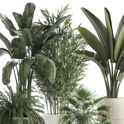 Collection of plants in white flower pots with Banana palm, ravenala, fern, bamboo. set 1352 — Ver 3