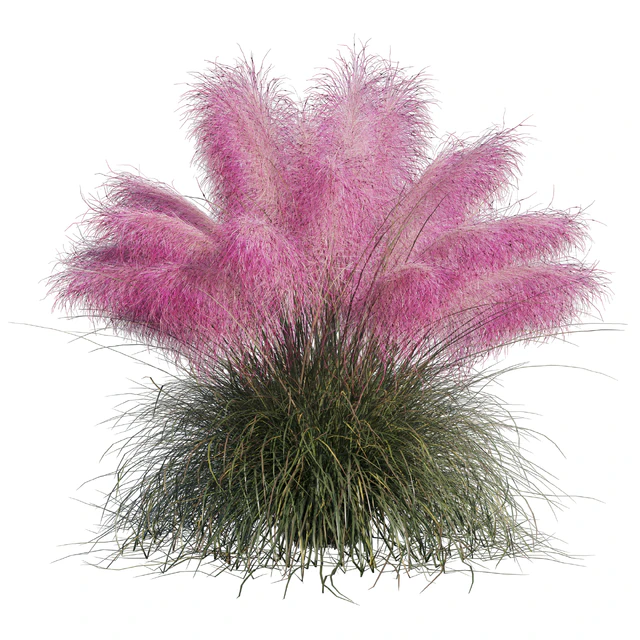Muhlenbergia Capillaris - Pink Muhly Grass — Descargar