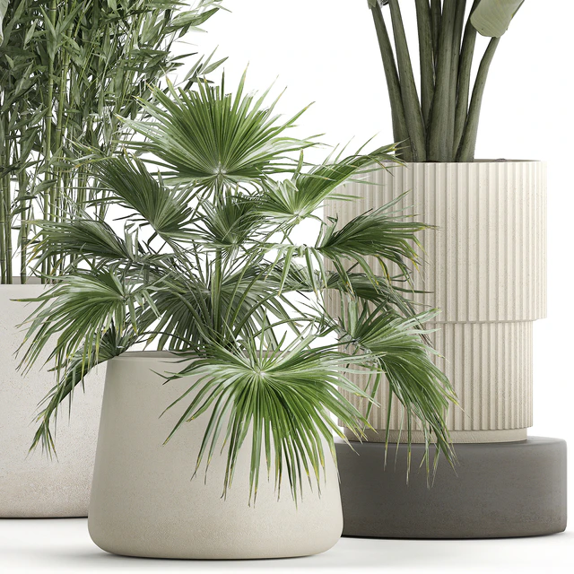 Collection of plants in white flower pots with Banana palm, ravenala, fern, bamboo. set 1352 — Descargar