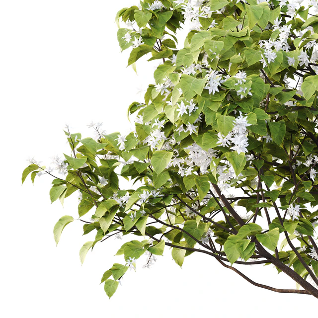 Catalpa Ovata Tree 05 — Descargar