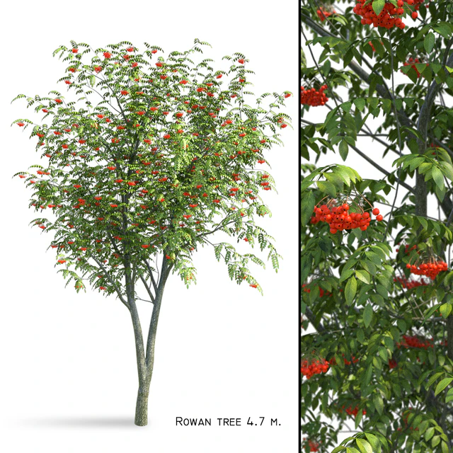 Rowan (Sorbus aucuparia) — Descargar