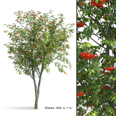 Rowan (Sorbus aucuparia) — Ver 1