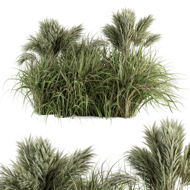 Pampas Bush - Bush Set 21 — Descargar