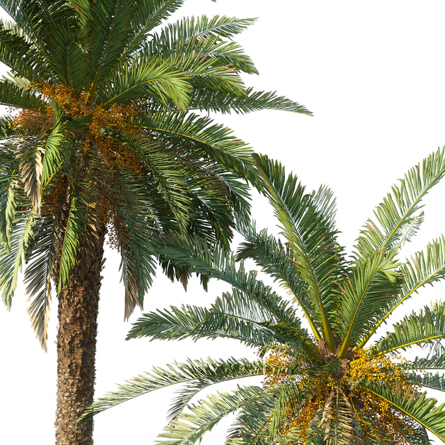Phoenix canariensis (date canary) — Descargar