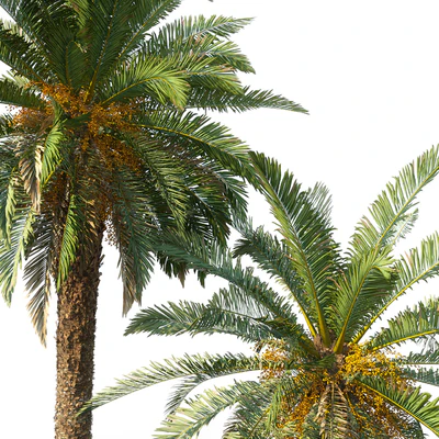 Phoenix canariensis (date canary) — Ver 3