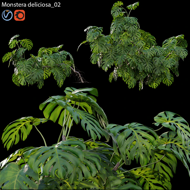 Monstera deliciosa 02 — Descargar