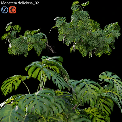 Monstera deliciosa 02 — Descargar