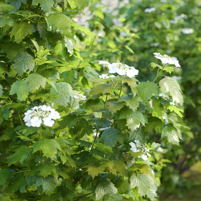 Viburnum — Ver 3