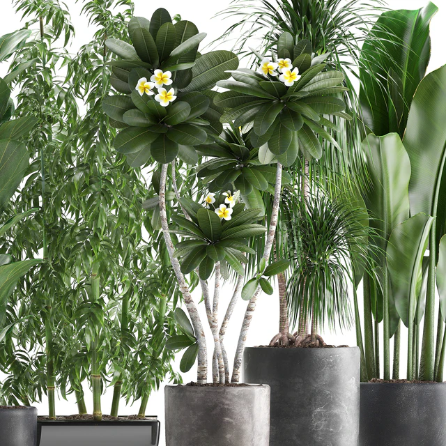 Plant collection 311. Bamboo, Ficus, Dracaena, Banana, Indoor Plants, Plumeria, Black Pot, Bushes, Exotic Plants, Set — Descargar