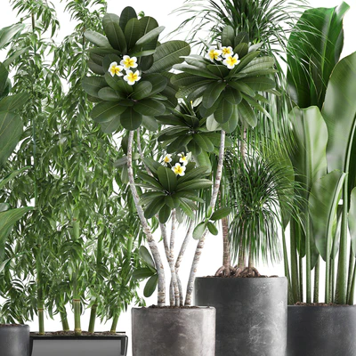 Plant collection 311. Bamboo, Ficus, Dracaena, Banana, Indoor Plants, Plumeria, Black Pot, Bushes, Exotic Plants, Set — Ver 2