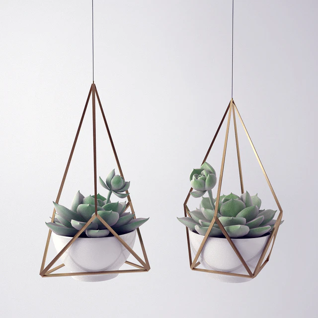 Sempervivum / Stone Rose / young — Descargar