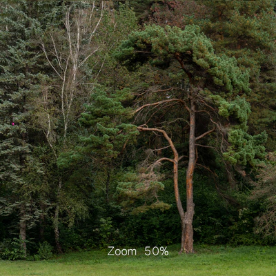 Осенняя панорама с деревьями. 30к — Вид 2