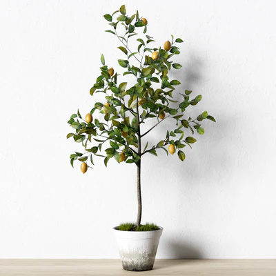 Plant 003 — Вид 1