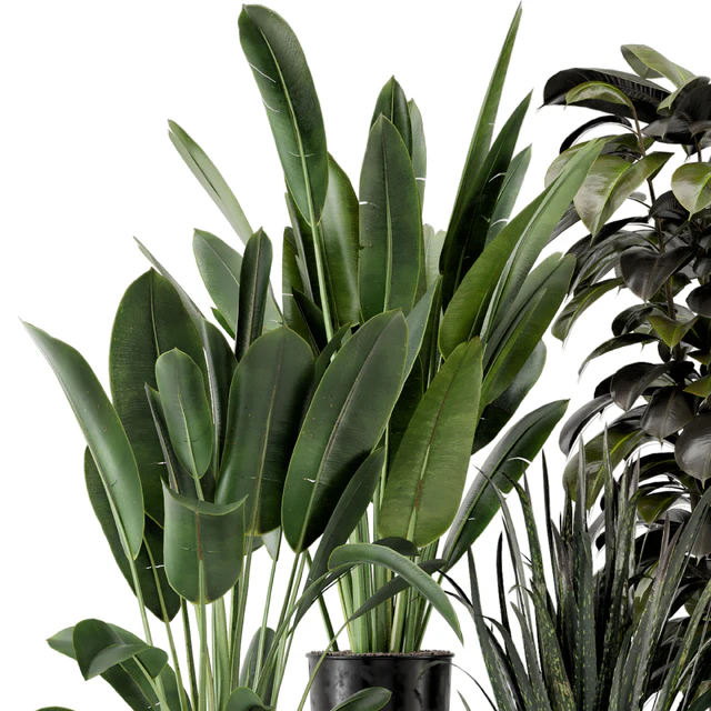 Indoor Plants in Ferm Living Bau Pot Large - Set 583 — Скачать