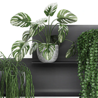 Vertical landscaping on a Black loft shelf with climbing plants, monstera, Dyschidia, Rhipsalis. Set 67. — Ver 2
