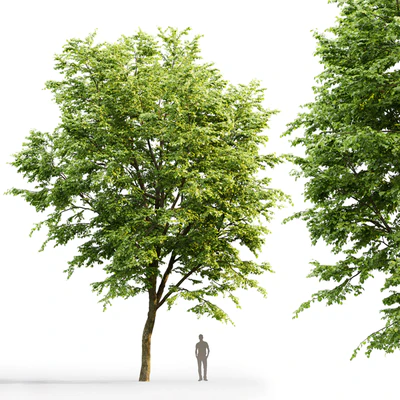 Tilia platyphyllos — Ver 2
