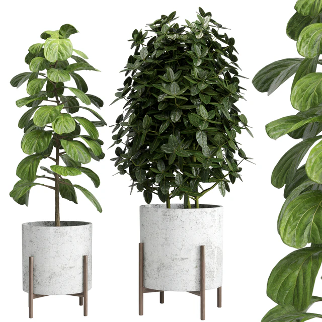 Indoor plant 20 — Скачать