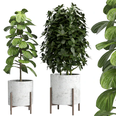Indoor plant 20 — Вид 2