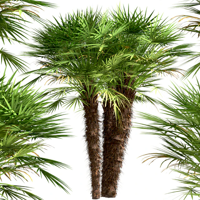 Set of European Fan Palm trees (Chamaerops Humilis) (3 Trees) — Descargar