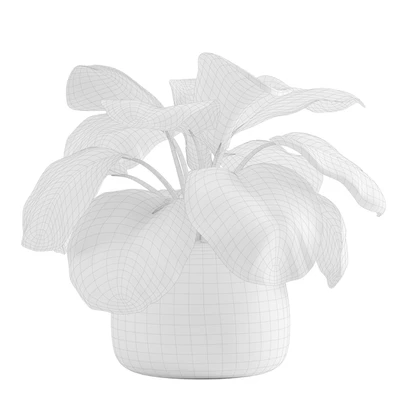 Potted Calathea Orbifolia — Вид 2