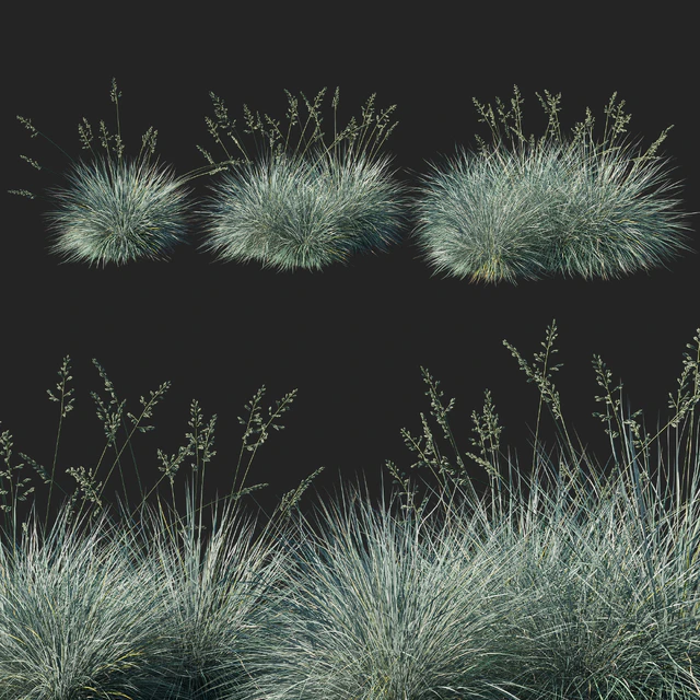 Festuca glauca grass 02 — Descargar