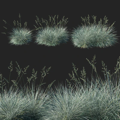 Festuca glauca grass 02 — Descargar