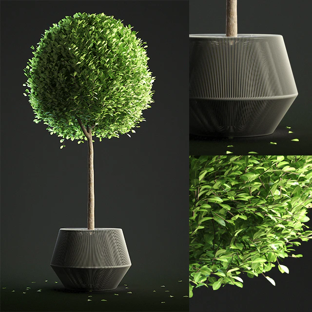Buxus Sempervirens in Pot — Скачать